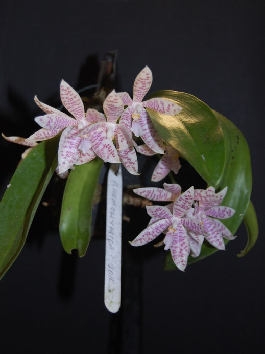 Phalaenopsis hyroglyphica