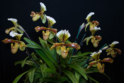 Paphiopedilum insigne ‘Harefield Hall’
