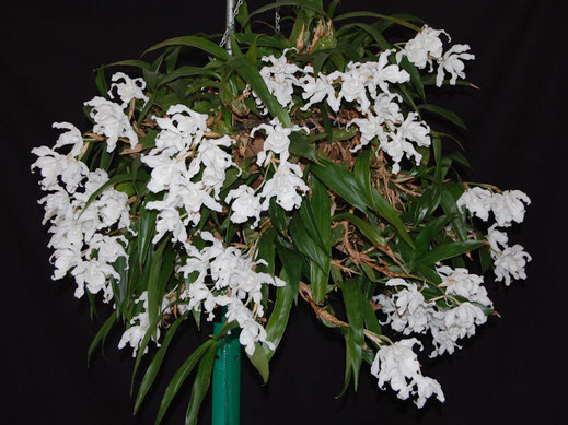 Coelogne cristata Alba
