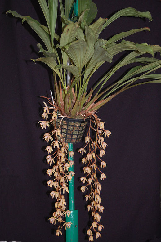 Coelogyne velutina
