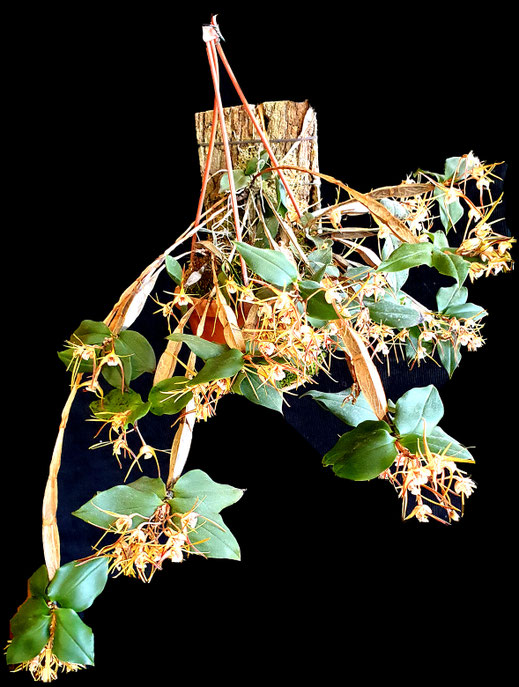 Dendrobium tetragonum x giganteum 