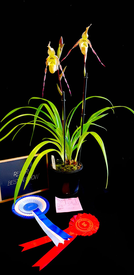 2018 Autumn Show - SouthEastOrchidSociety