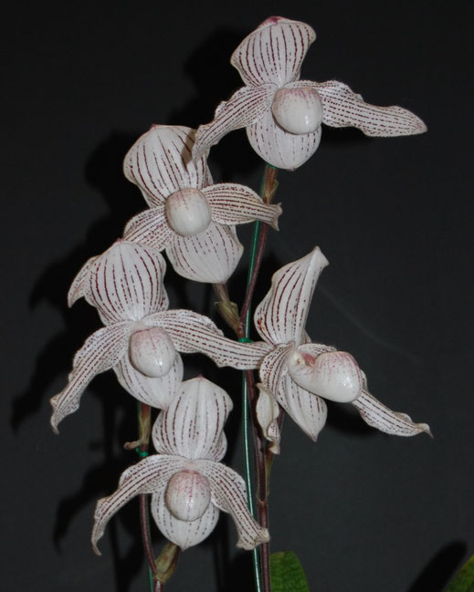 Paphiopedilum Woluwense