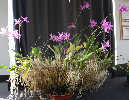 Gallery - SouthEastOrchidSociety