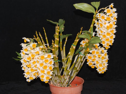 Dendrobium thyrsiflorum