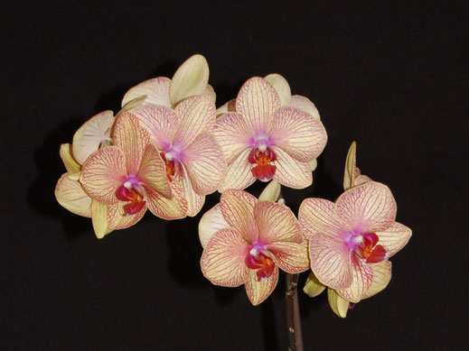 Phalaenopsis hybrid