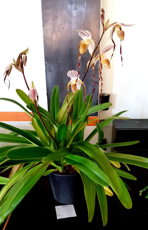 Paphiopedilum Edward of York by Weng Lim is the table show winner for May 2018