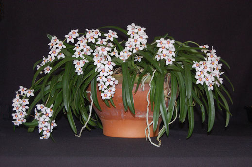 Sarcochilus Fitzhart