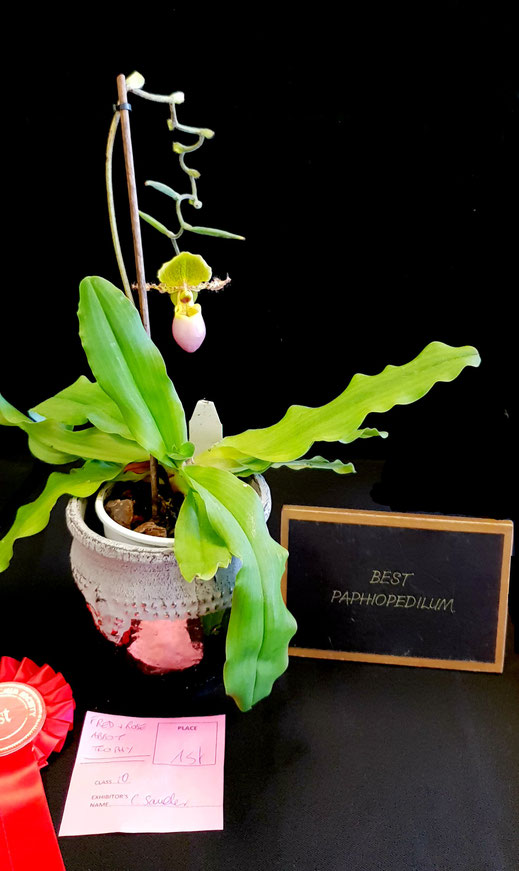 Best Paphiopedilum with Paphiopedilum Pinocchio won by Clara Sander South East Orchid Society Autumn Show 2018