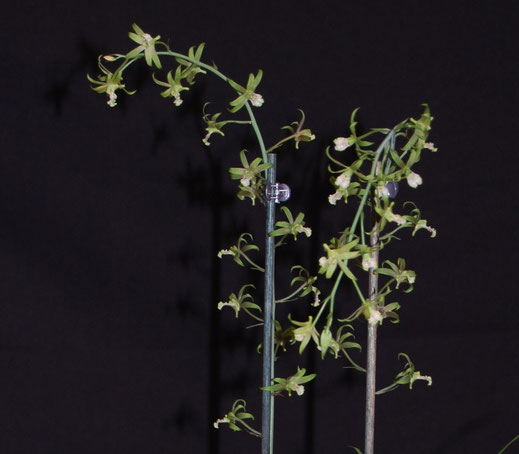 Eulophia euglossa