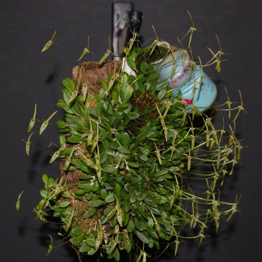 Barbosella australis