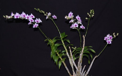 Dendrobium Phalaenopsis