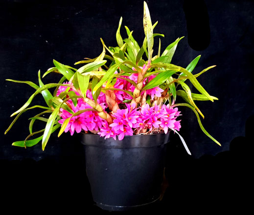Table Show winning plant : Dendrobium Hibiki by Baxter Henderson