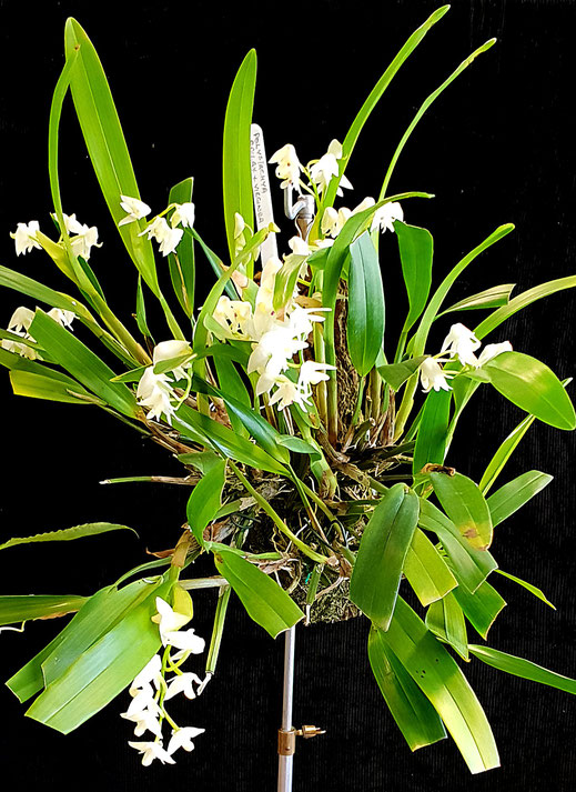 Polystachya fallax x virginia by John Walters won Best Mounted Exhibit at Autumn Show 2018 South East Orchid Society