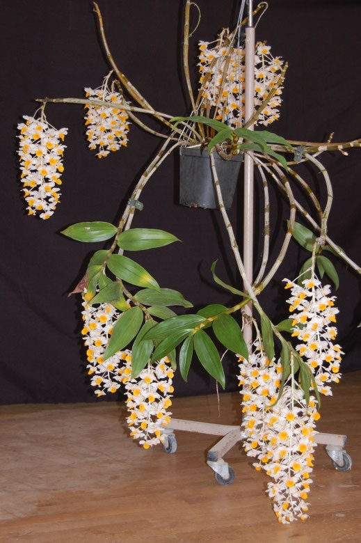 Dendrobium thyrsiflorum