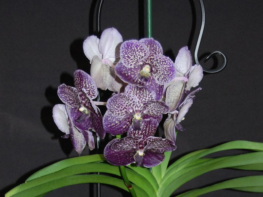 Vanda Exotic Purple