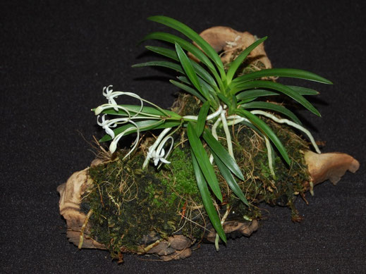 Neofinetia falcata