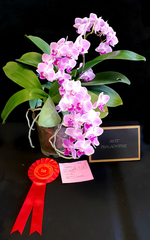 Best Phalaenopsis with this Phalaenopsis Hybrid won by Clara Sander at Autumn Show 2018 South East Orchid Society Ashford / Kent