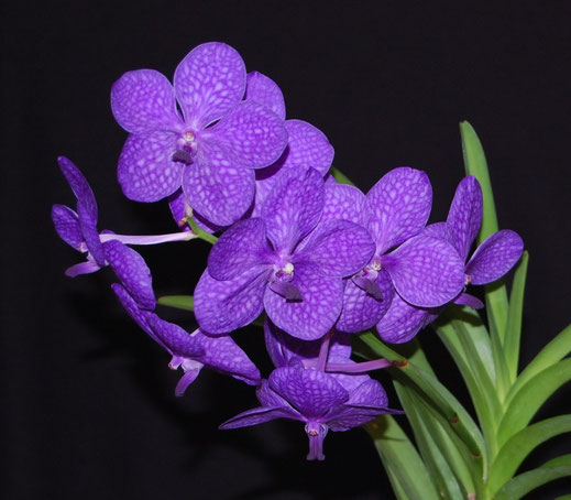 Vanda hybrid