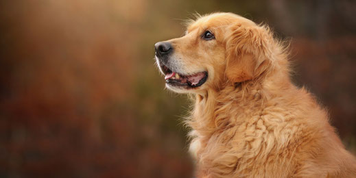 Urlaub mit Hund im Salzkammergut – Hund in herbstlicher Naturkulisse