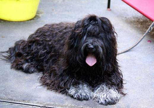 Tibet-Terrier Rüde Yeshi