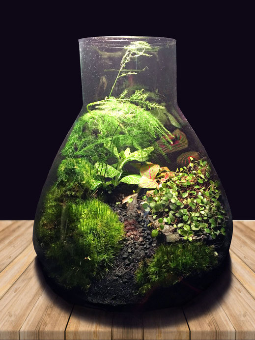 Sujets d'exception & Terrariums: vente d'arbres, plantes ...
