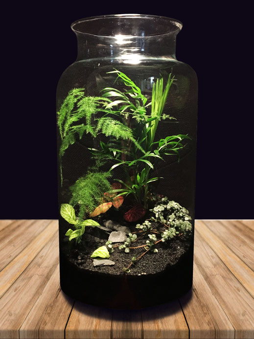 Sujets d'exception & Terrariums: vente d'arbres, plantes ...