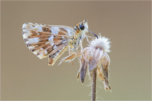 Pyrginae