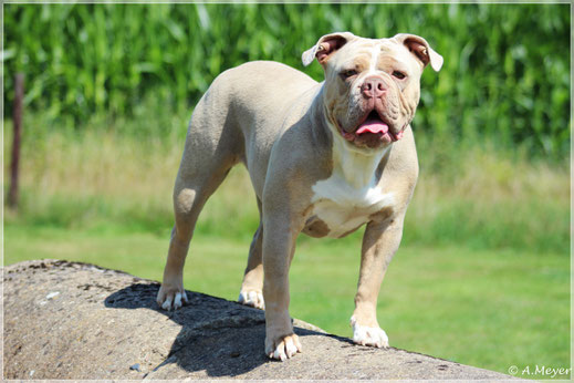 Mostro Bull S Annemarie Meyer Bremen Welpen Vom Kaiserlichen Kaiserbully Hamburg Franzosische Bulldogge