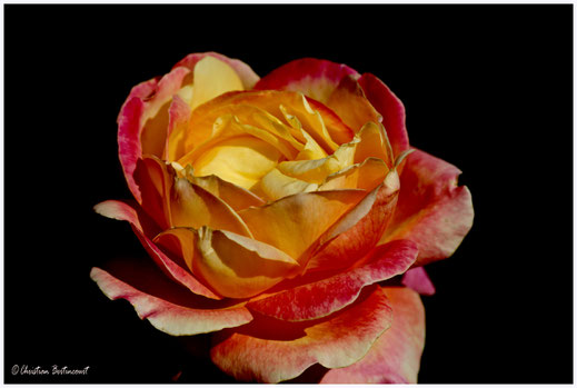 Rose automnale dans le parc de la tête d'or à Lyon