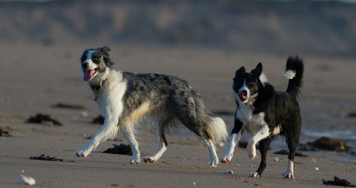 Urlaub mit Hund in der Normandie: Zwei Border Collies am Strand in der Normandie 