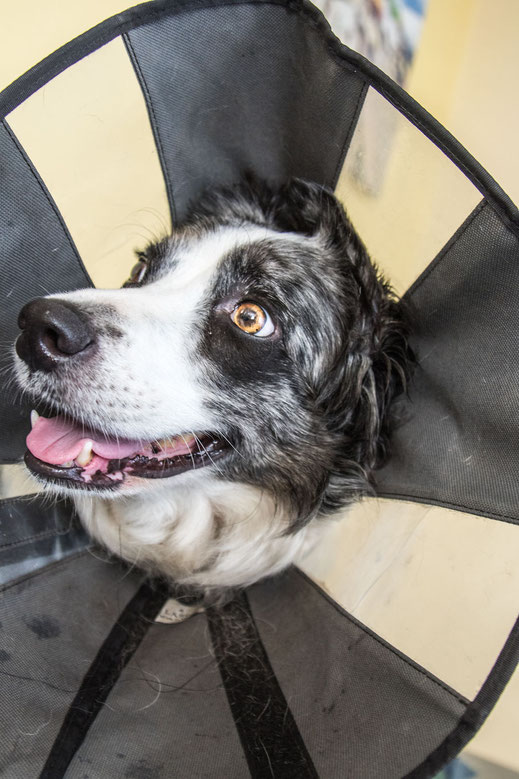 Ein Border Collie trägt einen Kragen als Leck- oder Beißschutz.