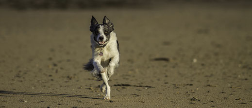 Hund am Strand in der Normandie
