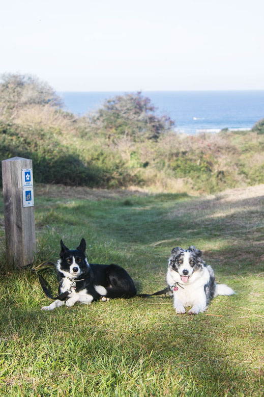 Zwei Border Collies in den Dünen von Hatainville