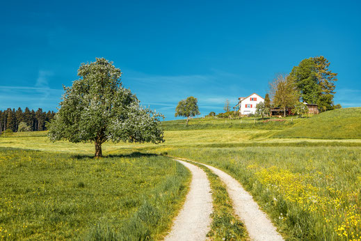 Thurgauer Hochstammbäume in der Blüte