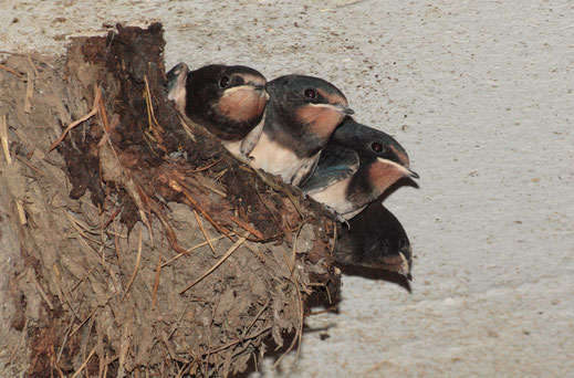 Vier Rauchschwalbenjunge im Nest