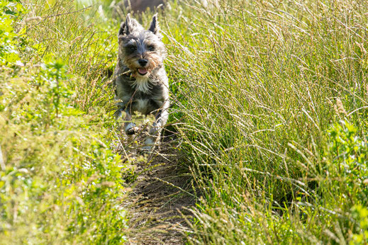 Hund Natur Portrait Vierbeiner Tierporträt