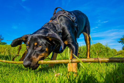 Hund und Halter, beste Freunde