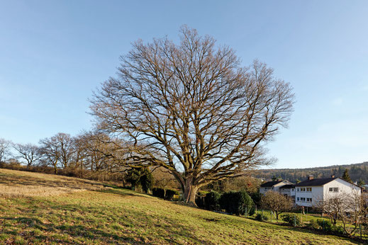 Melsungen (BHU: 6,22 m)