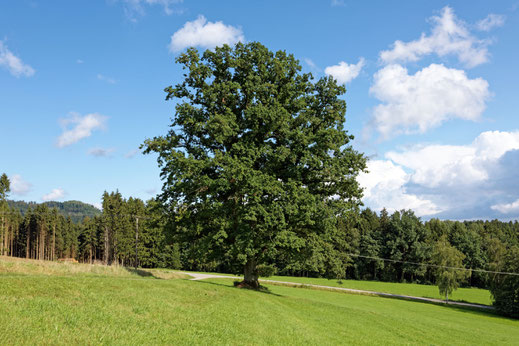 Perasdorf (BHU: 6,00 m)