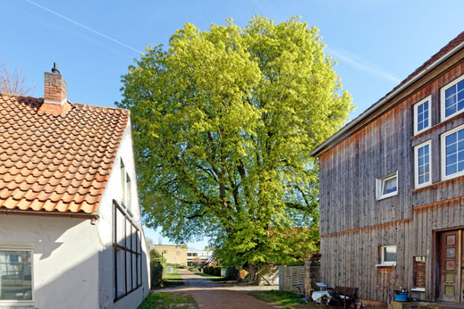 Kastanie in Stolzenau