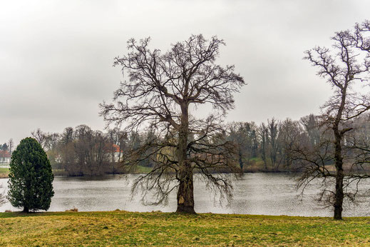 Eiche im Park des Gut Pankers