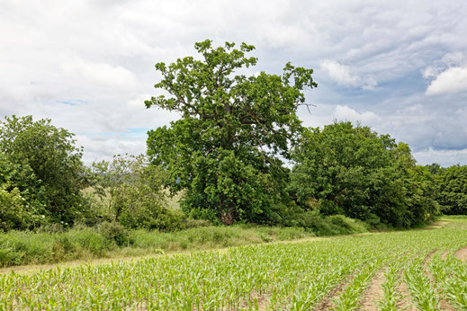 Basedower Höhe (BHU: 6,74 m)