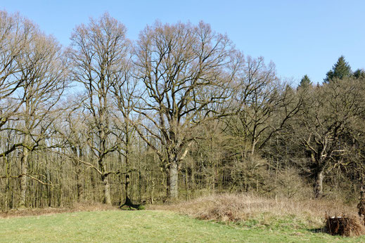 Schierensee (BHU: 6,25 m)