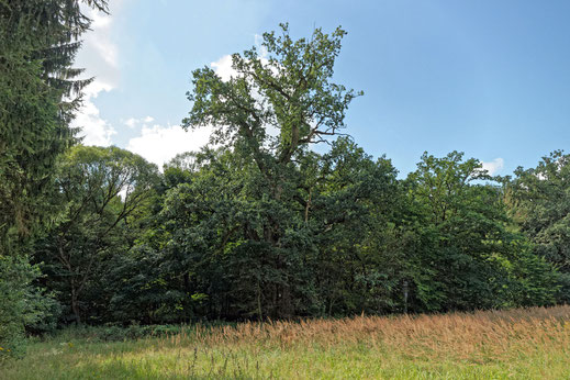 Eiche an der Mildenitz bei Kläden