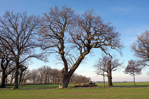 Eiche in der Allee bei Perdöl