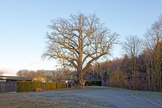 Gaußig (BHU: 6,71 m)
