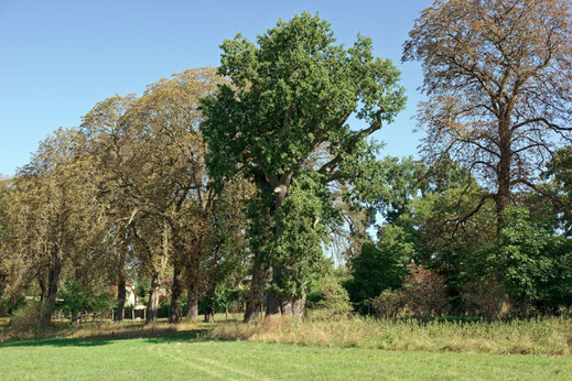 Hohle Eiche in Groß Plasten