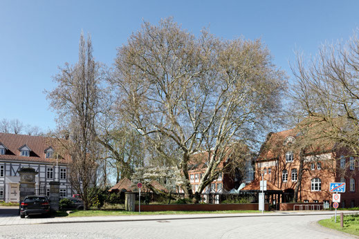 Platane in Nienburg
