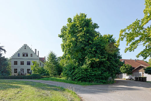 Linde am Steinlishof